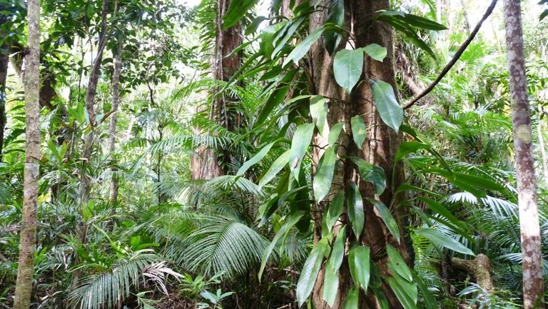 Rainforest Boardwalk